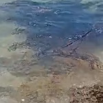 tumpahan-minyak-hingga-6-ton-melumpuhkan-laut-dan-pesisir-semau-di-ntt