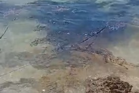 tumpahan-minyak-hingga-6-ton-melumpuhkan-laut-dan-pesisir-semau-di-ntt