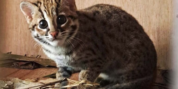 mengapa-kucing-kuwuk-chiki-tidak-bisa-dilepaskan-di-sembarang-hutan?