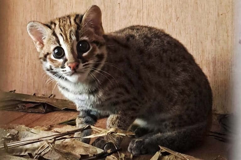 mengapa-kucing-kuwuk-chiki-tidak-bisa-dilepaskan-di-sembarang-hutan?
