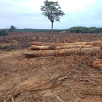 konflik-berlarut,-masyarakat-muara-tae-tolak-ekspansi-sawit-di-hutan-adat