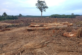 konflik-berlarut,-masyarakat-muara-tae-tolak-ekspansi-sawit-di-hutan-adat