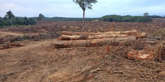 konflik-berlarut,-masyarakat-muara-tae-tolak-ekspansi-sawit-di-hutan-adat