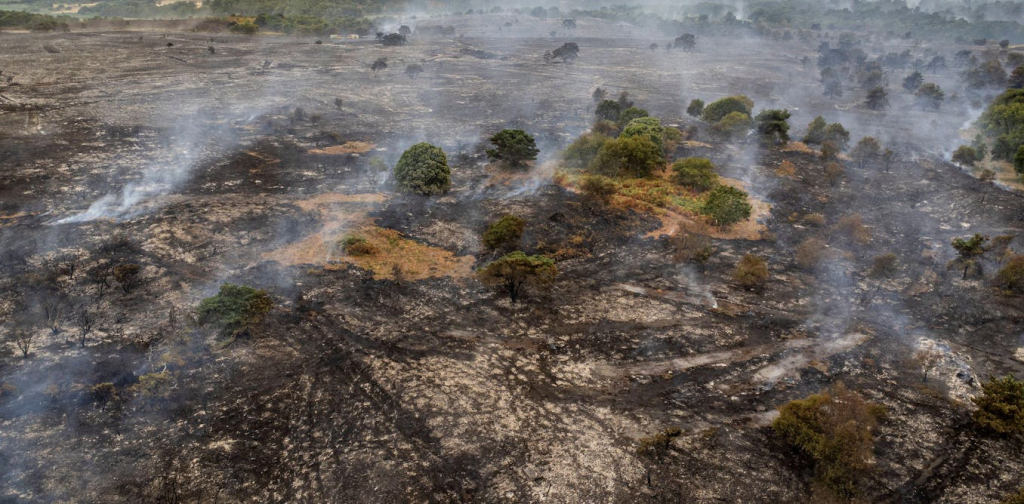 how-rewilding-could-help-stop-the-spread-of-britain’s-wildfires