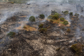 how-rewilding-could-help-stop-the-spread-of-britain’s-wildfires