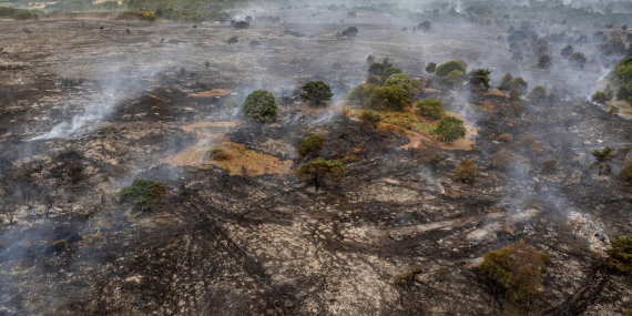 how-rewilding-could-help-stop-the-spread-of-britain’s-wildfires