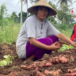 maluku-utara-ternyata-punya-puluhan-jenis-pangan,-apa-saja?