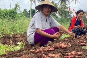maluku-utara-ternyata-punya-puluhan-jenis-pangan,-apa-saja?