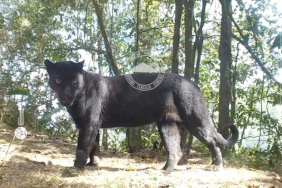 macan-tutul-dan-macan-kumbang:-dua-nama-untuk-predator-yang-sama