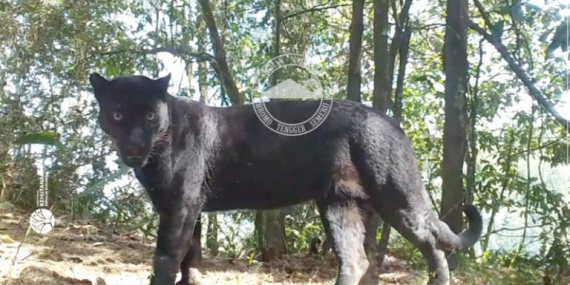 macan-tutul-dan-macan-kumbang:-dua-nama-untuk-predator-yang-sama