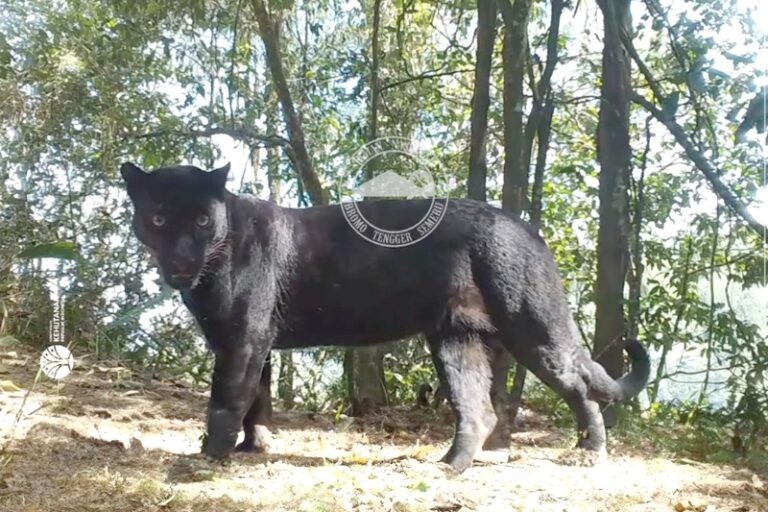 macan-tutul-dan-macan-kumbang:-dua-nama-untuk-predator-yang-sama
