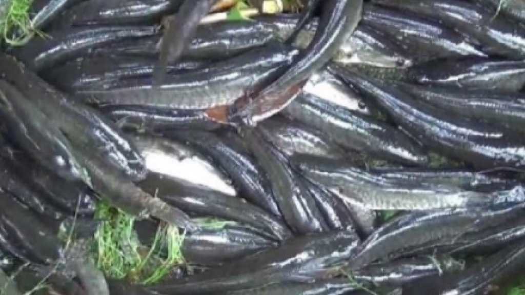 kandungan-albumin-ikan-gabus-dukung-penyembuhan-luka-setelah-melahirkan