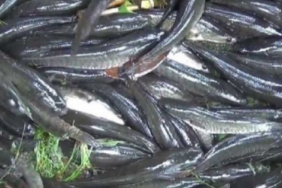kandungan-albumin-ikan-gabus-dukung-penyembuhan-luka-setelah-melahirkan