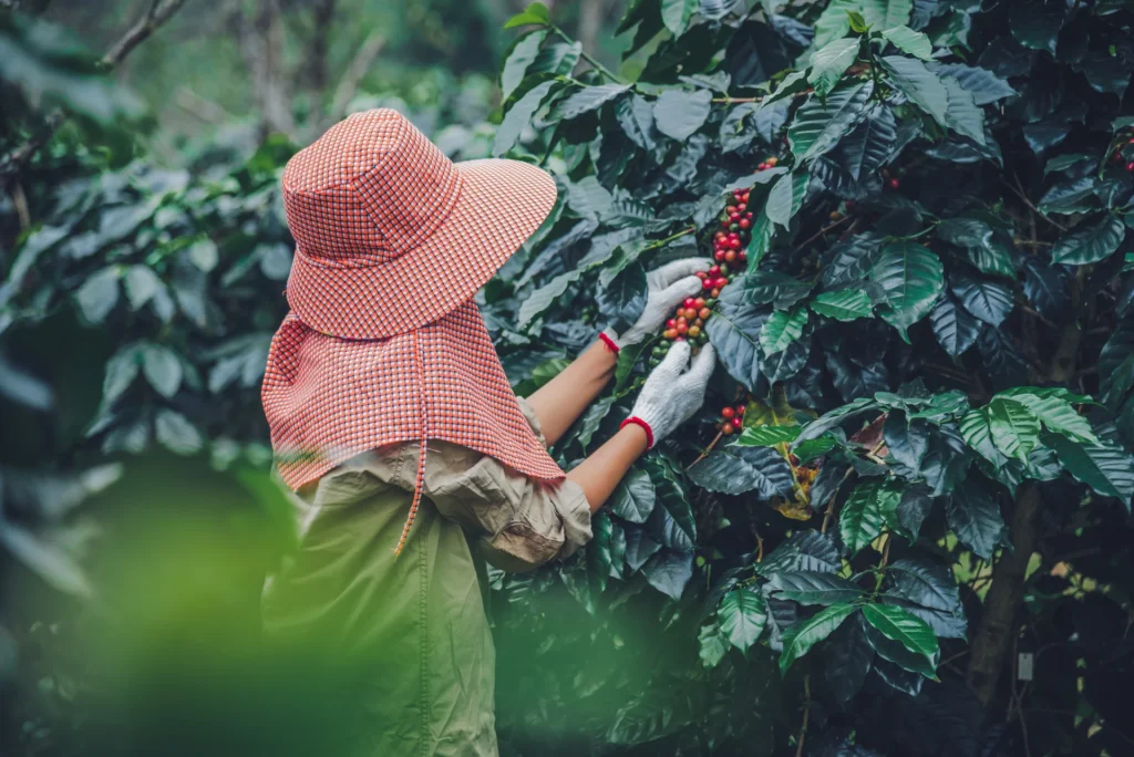 di-balik-kopi-gayo-yang-mendunia,-ada-perempuan-yang-digaji-kecil-dan-terabaikan-nasibnya