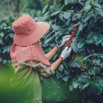 di-balik-kopi-gayo-yang-mendunia,-ada-perempuan-yang-digaji-kecil-dan-terabaikan-nasibnya
