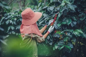 di-balik-kopi-gayo-yang-mendunia,-ada-perempuan-yang-digaji-kecil-dan-terabaikan-nasibnya
