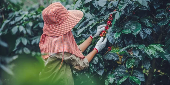 di-balik-kopi-gayo-yang-mendunia,-ada-perempuan-yang-digaji-kecil-dan-terabaikan-nasibnya
