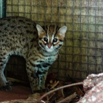kucing-kuwuk-minim-perhatian-dunia-konservasi?