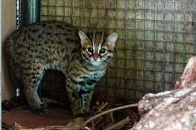 kucing-kuwuk-minim-perhatian-dunia-konservasi?