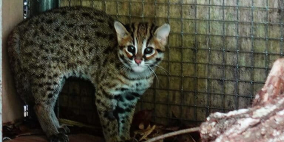 kucing-kuwuk-minim-perhatian-dunia-konservasi?