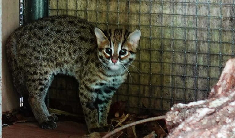 kucing-kuwuk-minim-perhatian-dunia-konservasi?