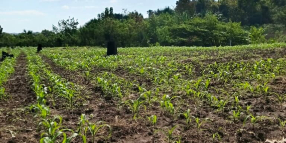 food-estate-nusa-tenggara-timur,-berharap-untung-malah-buntung