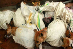 larangan-dagang-daging-kucing-dan-anjing,-percepat-sahkan-uu-kesejahteraan-hewan