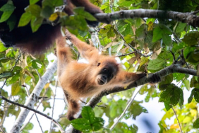 populasi-orangutan-tapanuli-sekitar-716-individu,-apakah-baik-baik-saja?
