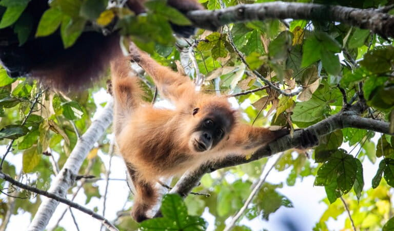 populasi-orangutan-tapanuli-sekitar-716-individu,-apakah-baik-baik-saja?