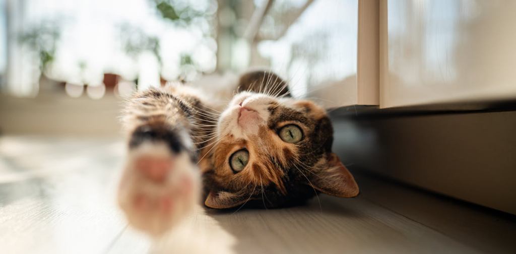 are-cats-getting-tamer-–-or-is-it-people-who-are-changing?