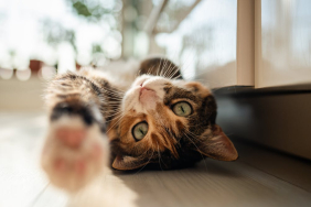 are-cats-getting-tamer-–-or-is-it-people-who-are-changing?