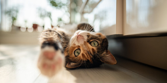 are-cats-getting-tamer-–-or-is-it-people-who-are-changing?