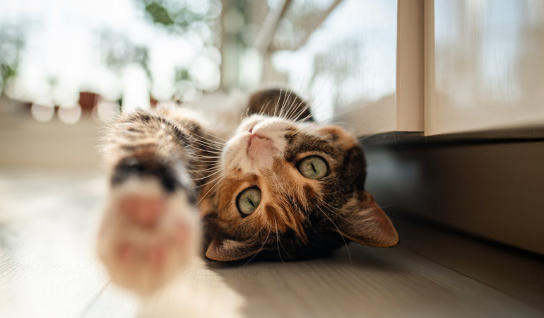 are-cats-getting-tamer-–-or-is-it-people-who-are-changing?