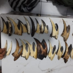 perdagangan-satwa-langka-ilegal-terus-marak-di-sumatera-barat