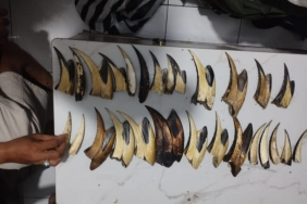 perdagangan-satwa-langka-ilegal-terus-marak-di-sumatera-barat