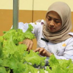 dari-tanam-selada-hingga-ternak-lele,-sekolah-ini-ajarkan-kemandirian-pangan