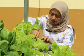 dari-tanam-selada-hingga-ternak-lele,-sekolah-ini-ajarkan-kemandirian-pangan