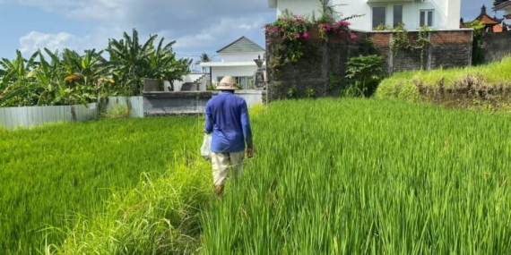 tradisi-subak-terdesak-alih-fungsi-lahan,-banjir-sampai-serangan-hama