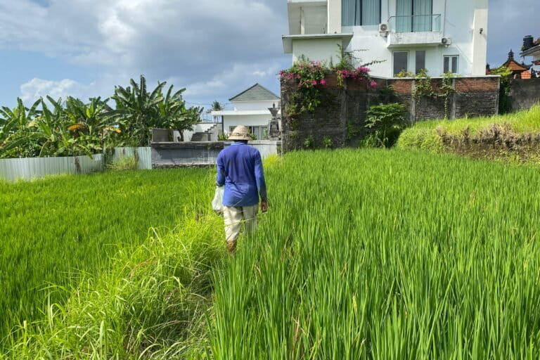 tradisi-subak-terdesak-alih-fungsi-lahan,-banjir-sampai-serangan-hama