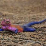 agama-mwanzae,-kadal-penghuni-bebatuan-sabana-yang-seolah-mengenakan-kostum-“spider-man”