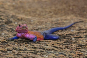 agama-mwanzae,-kadal-penghuni-bebatuan-sabana-yang-seolah-mengenakan-kostum-“spider-man”