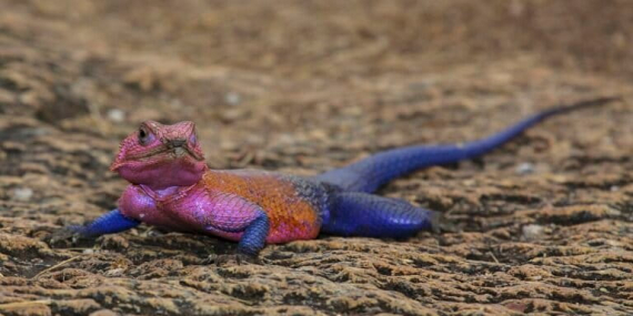 agama-mwanzae,-kadal-penghuni-bebatuan-sabana-yang-seolah-mengenakan-kostum-“spider-man”