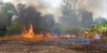 karhutla-terus-berulang,-6-provinsi-terdampak-dan-puluhan-hektare-lahan-hangus