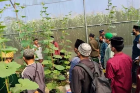 rmi-pcnu-klaten-gandeng-fkpp,-bekali-pesantren-budi-daya-mentimun-untuk-kemandirian-pangan