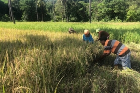 jalan-panjang-soge-natarmage-dan-goban-runut-pertahankan-tanah-ulayat