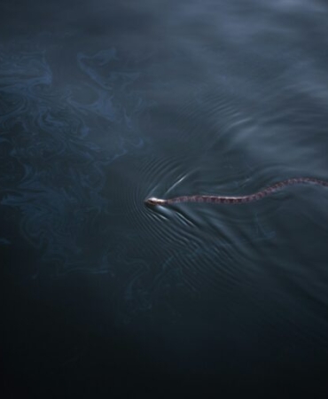 ular-laut-ini-mencatat-rekor-menyelam-hingga-kedalaman-245-meter