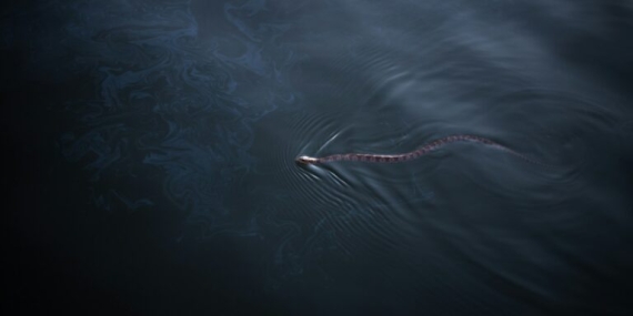 ular-laut-ini-mencatat-rekor-menyelam-hingga-kedalaman-245-meter