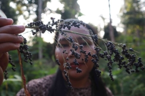 perempuan-hebat-batin-sembilan,-kelola-399-hektar-hutan-komunal-dan-ahlinya-obat-tradisional