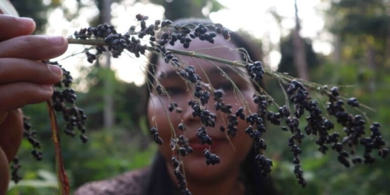 perempuan-hebat-batin-sembilan,-kelola-399-hektar-hutan-komunal-dan-ahlinya-obat-tradisional