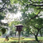 cek-kualitas-ruang-hijau-perkotaan,-cukup-amati-burung